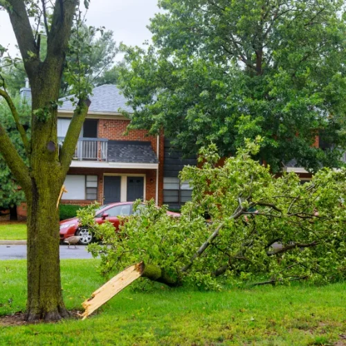 Home 24 Hour Emergency Tree Service