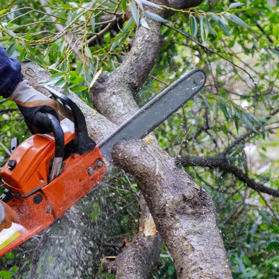 Home Tree Removal
